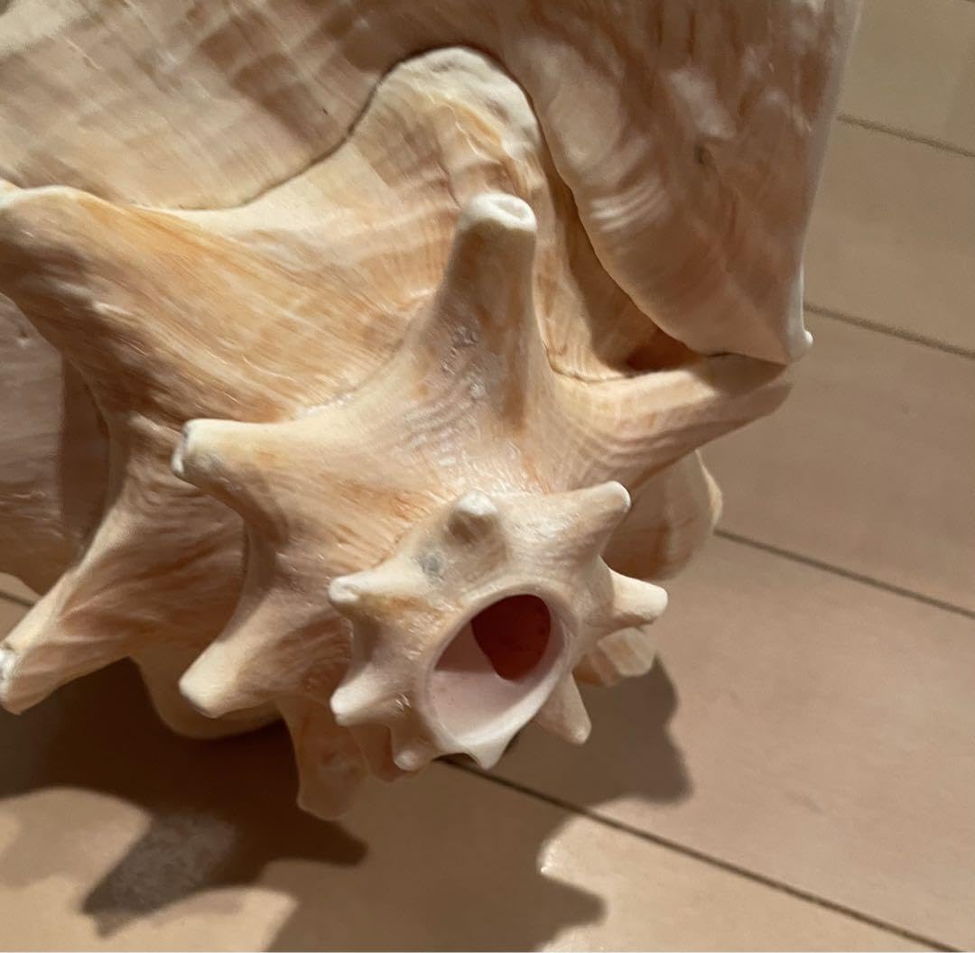 Amazon.co.jp: ピンク法螺貝 : 文房具・オフィス用品